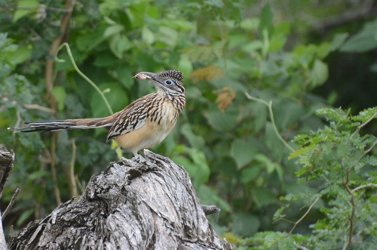 Lesser Roadrunner - ML140286001