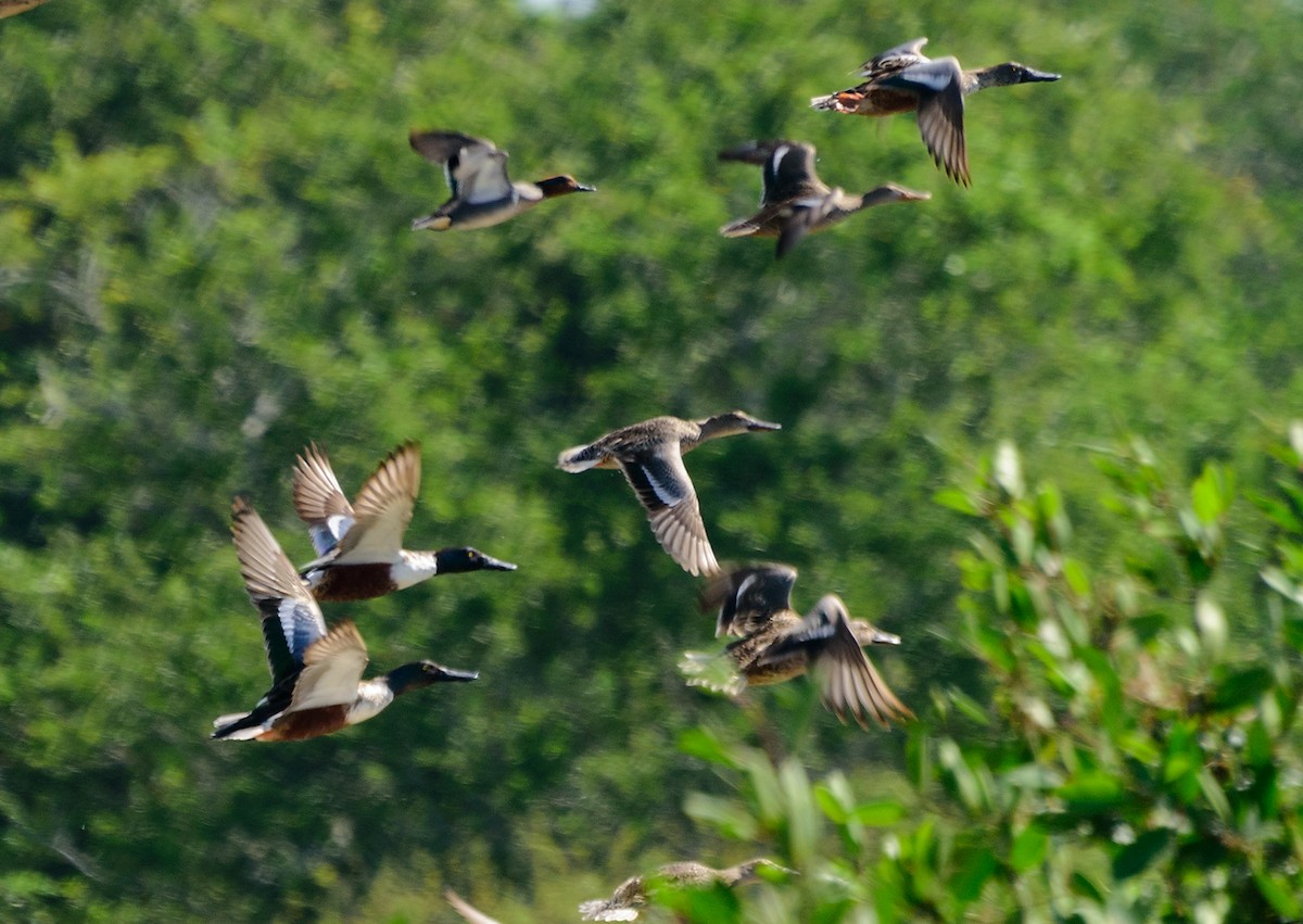 Northern Shoveler - ML140287081