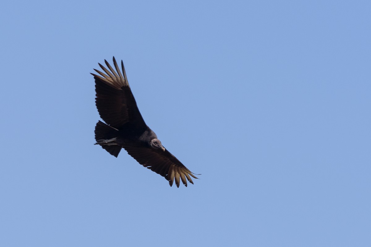 Black Vulture - ML140288231