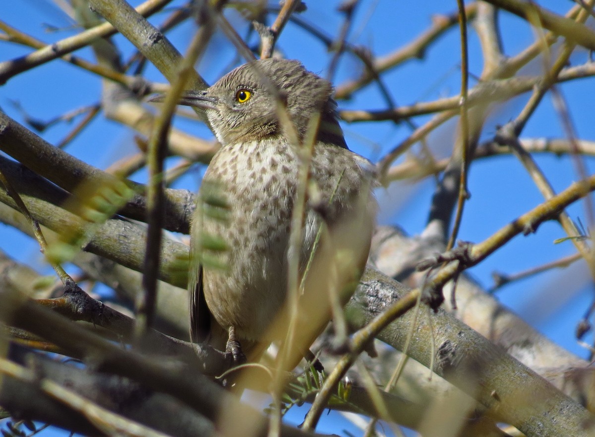 Bendire's Thrasher - ML140288271