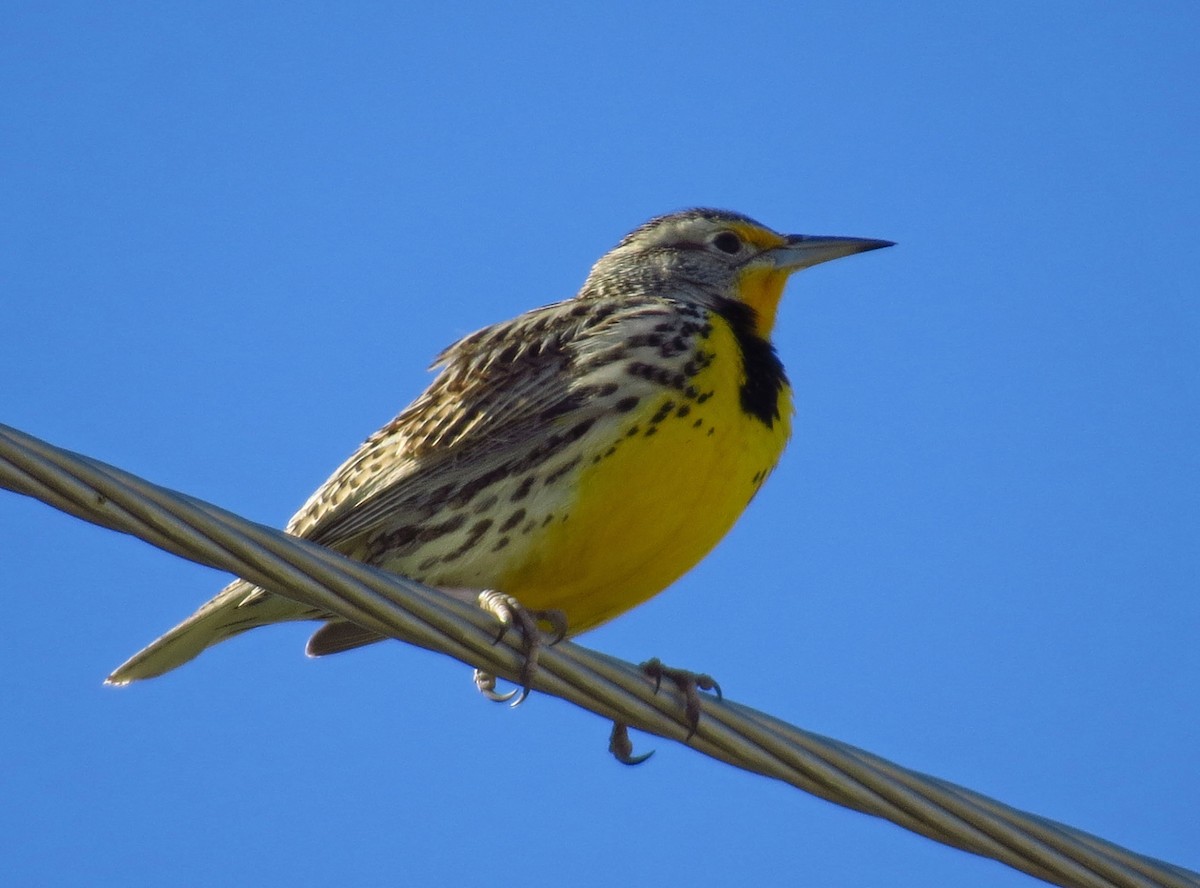 Western/Chihuahuan Meadowlark - ML140288841