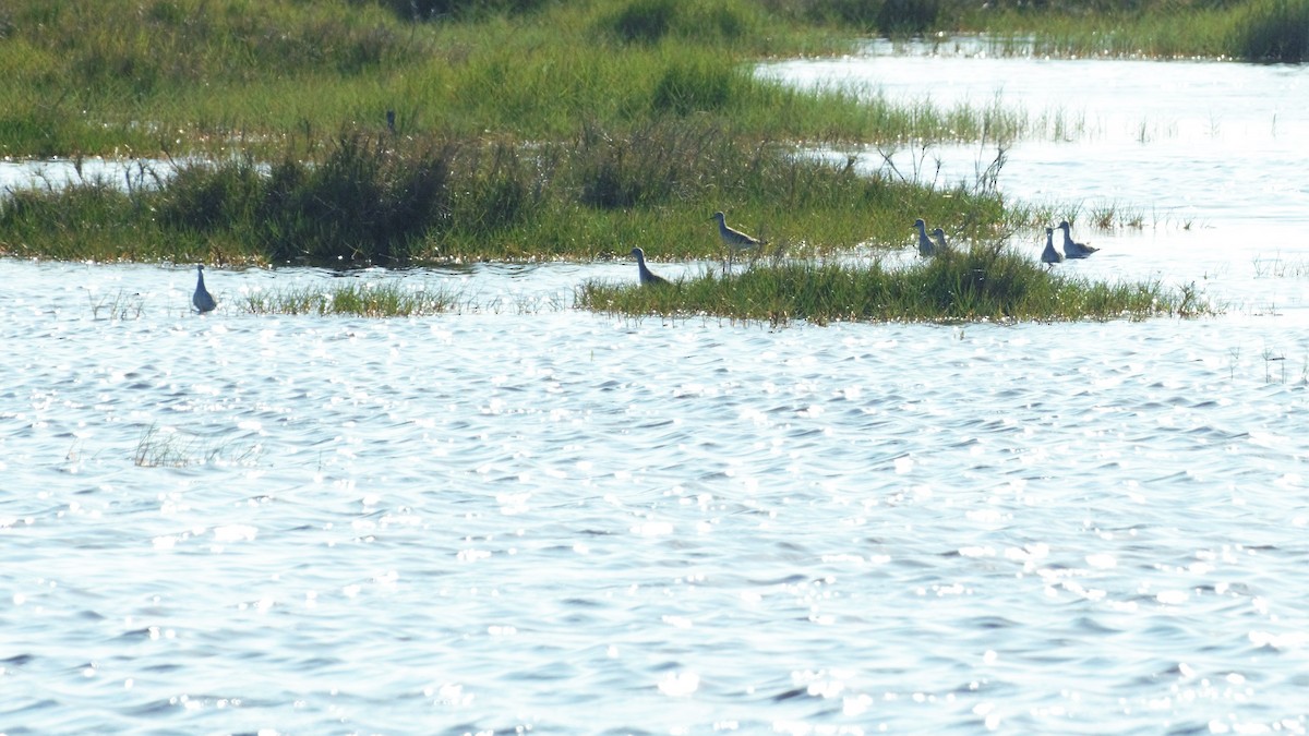 Lesser Yellowlegs - Ann Satterfield