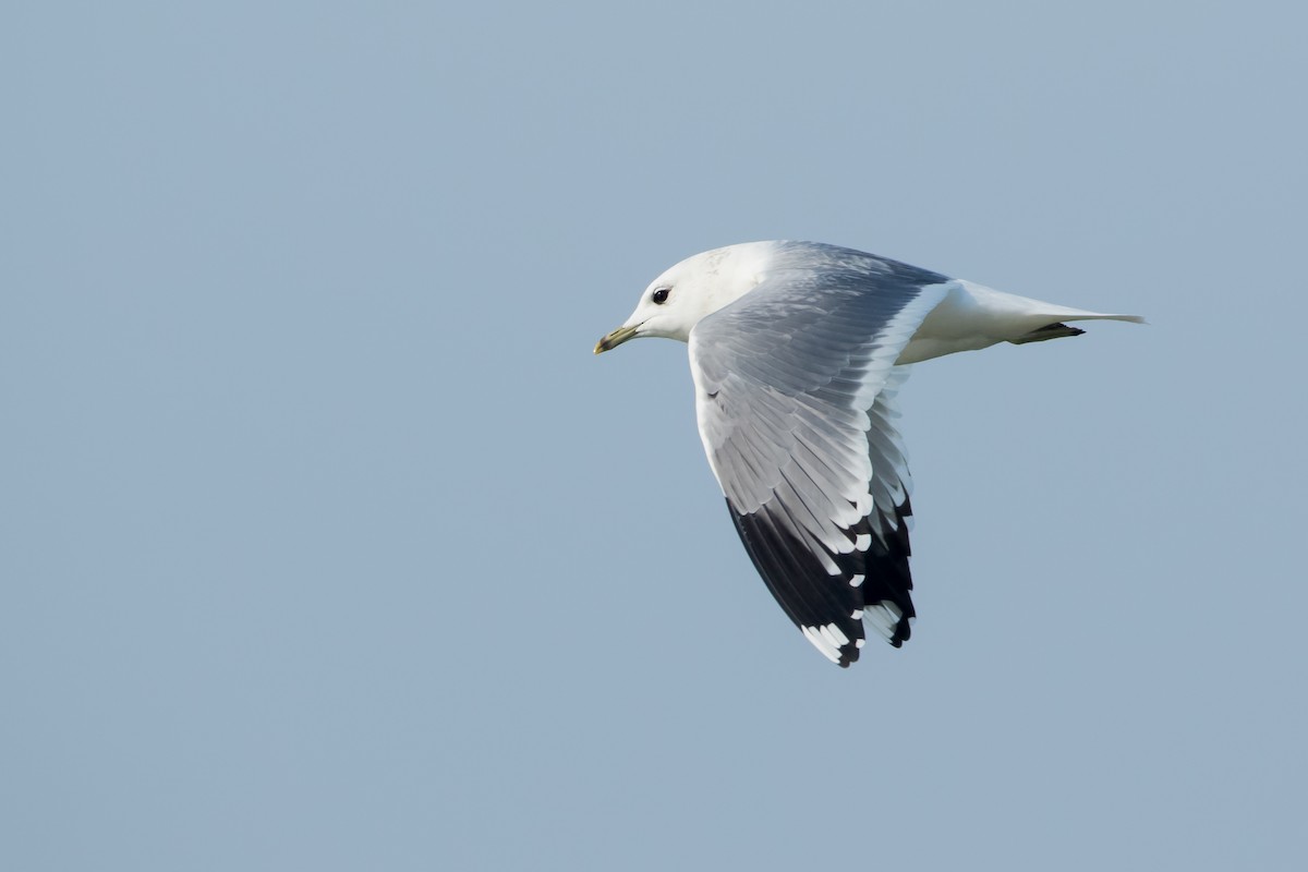 Common Gull - ML140289241