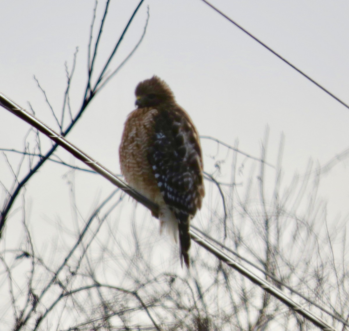 Red-shouldered Hawk - ML140290371