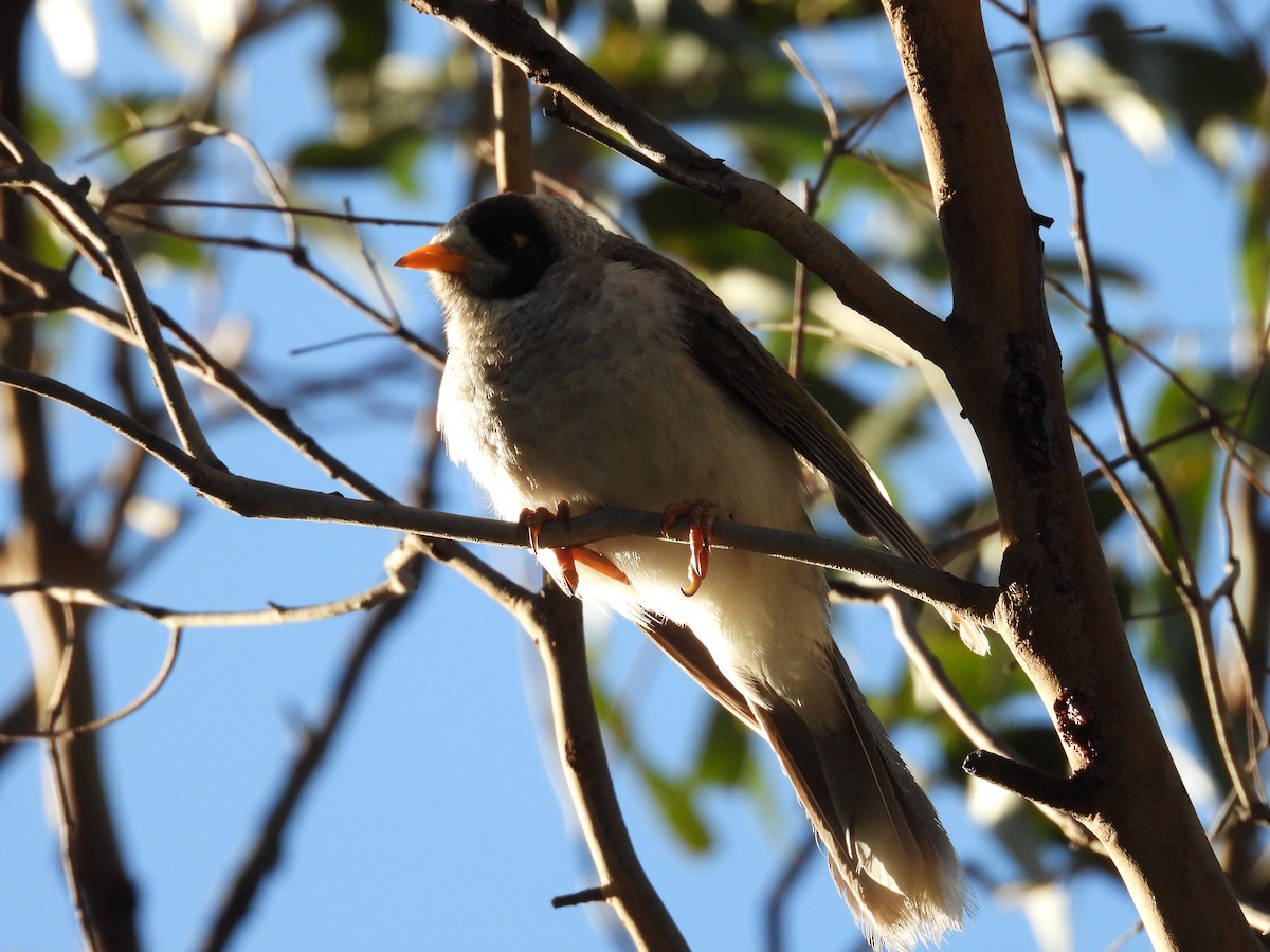 Noisy Miner - ML140290761