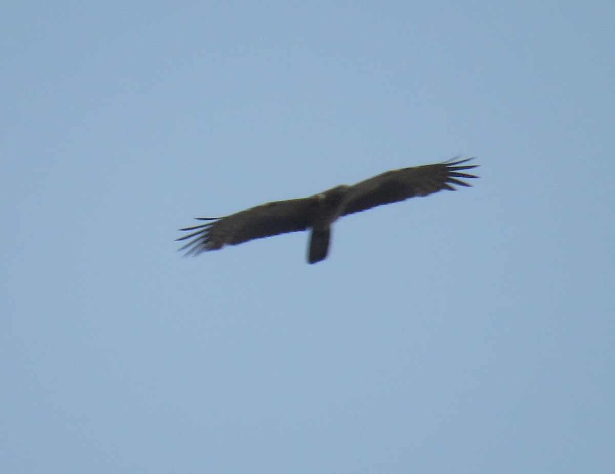 Bonelli's Eagle - ML140290801