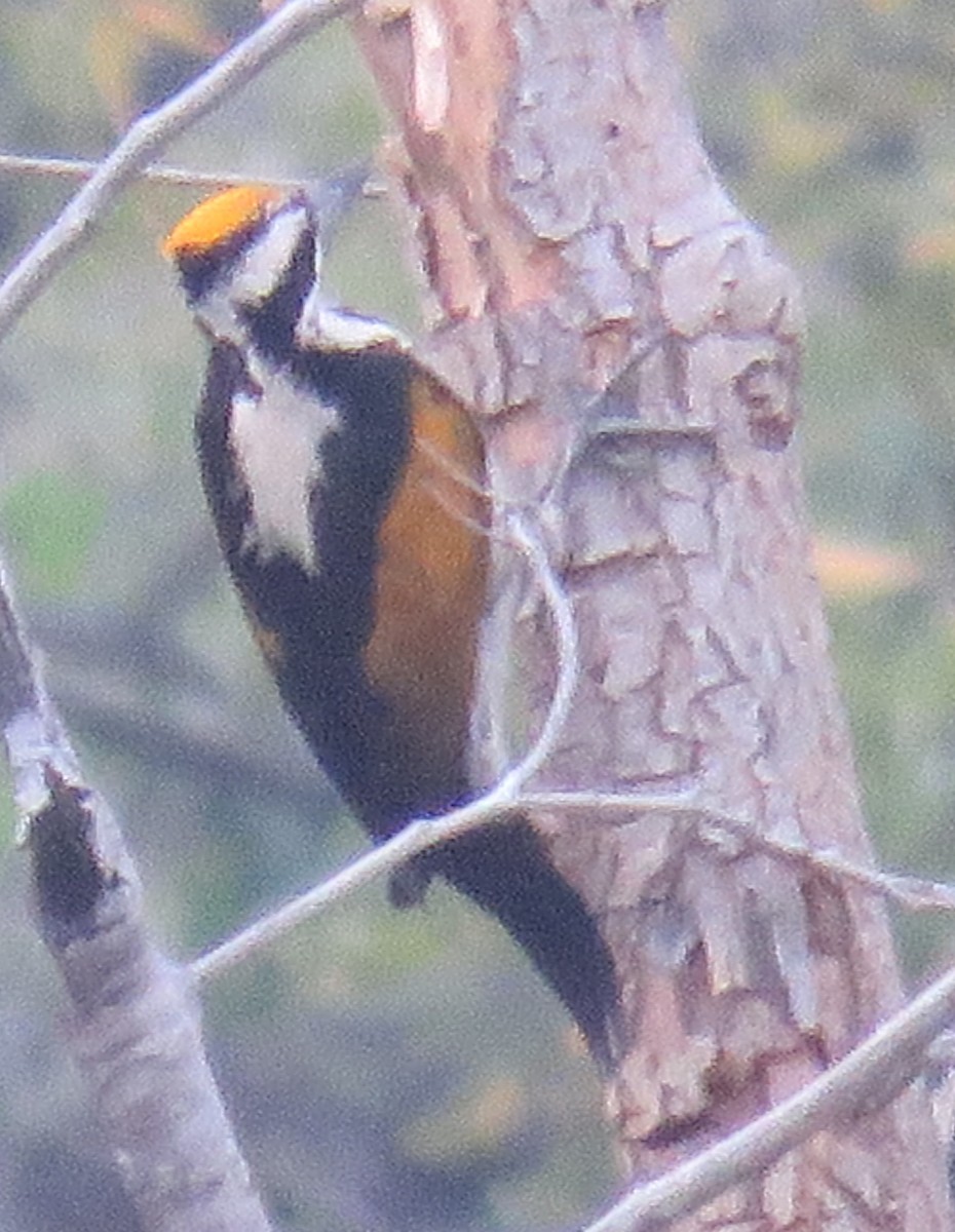 White-naped Woodpecker - ML140290991