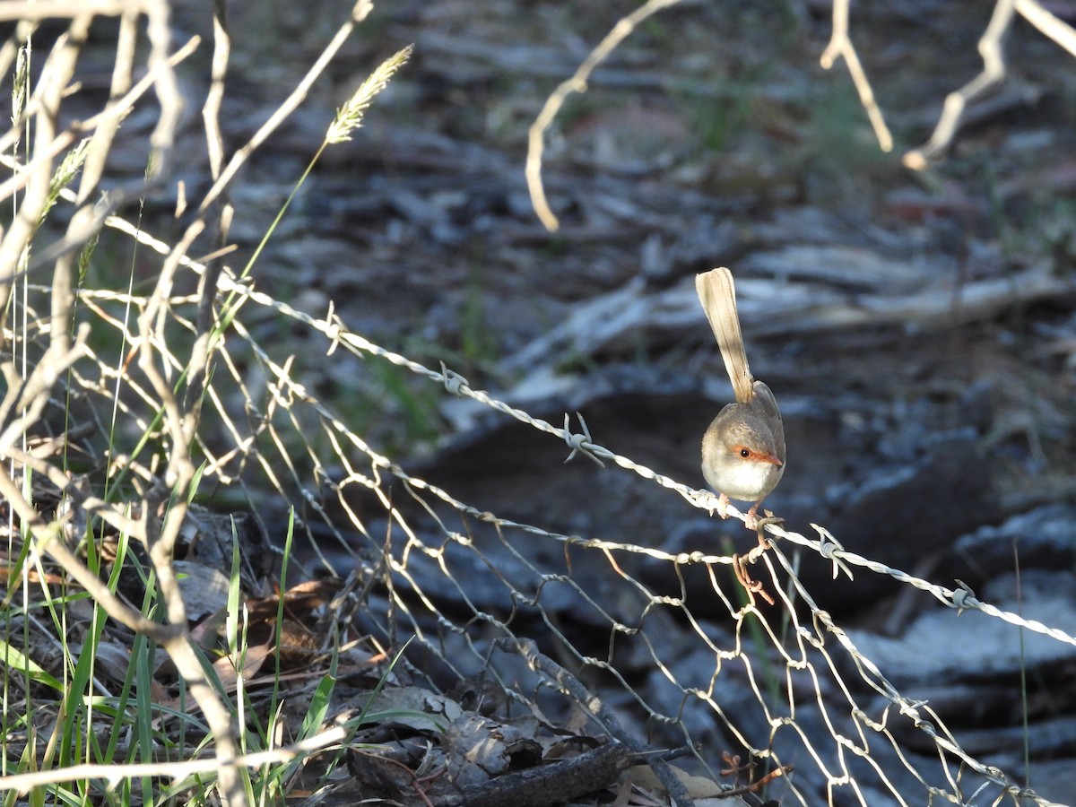 Superb Fairywren - ML140291161