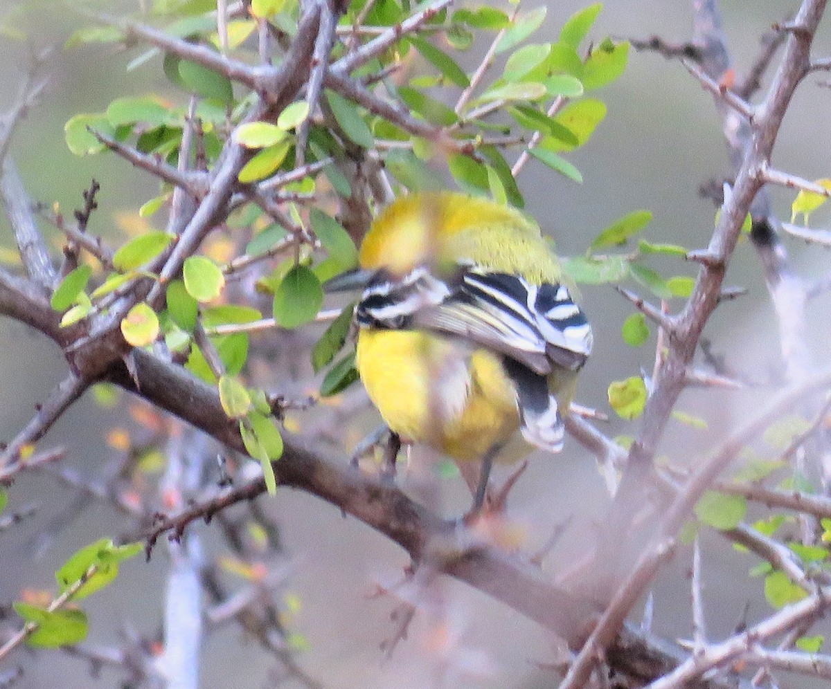 White-tailed Iora - ML140291171