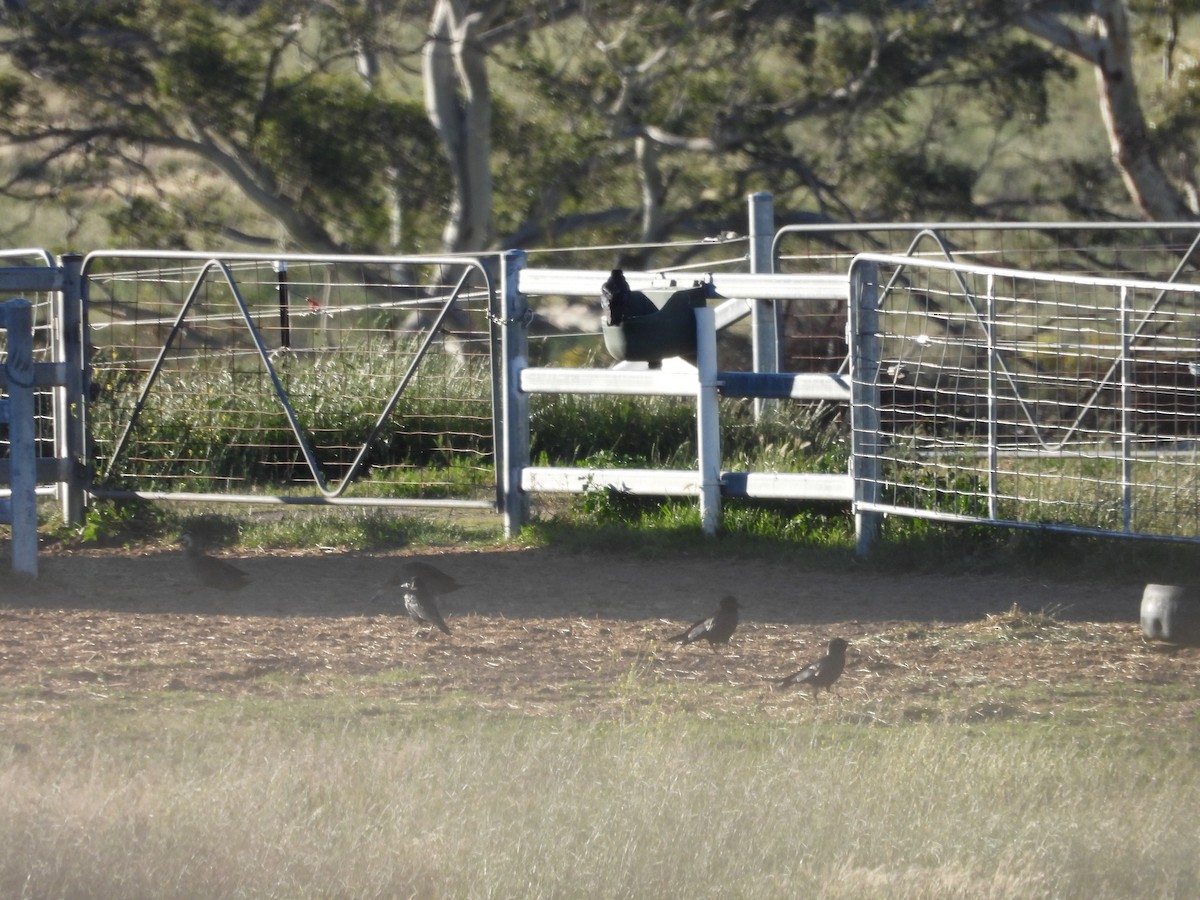 Corvus sp. (raven sp.) - ML140291541