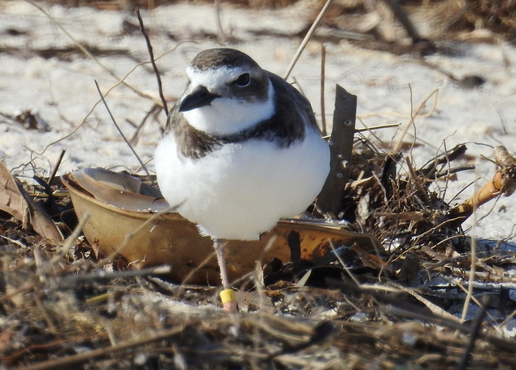 Wilson's Plover - Cindy  Ward