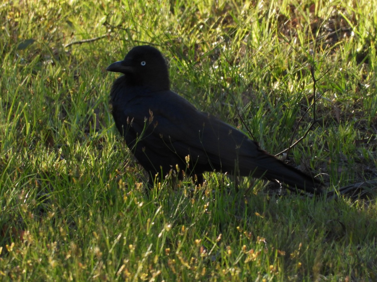 Corvus sp. (raven sp.) - ML140291661