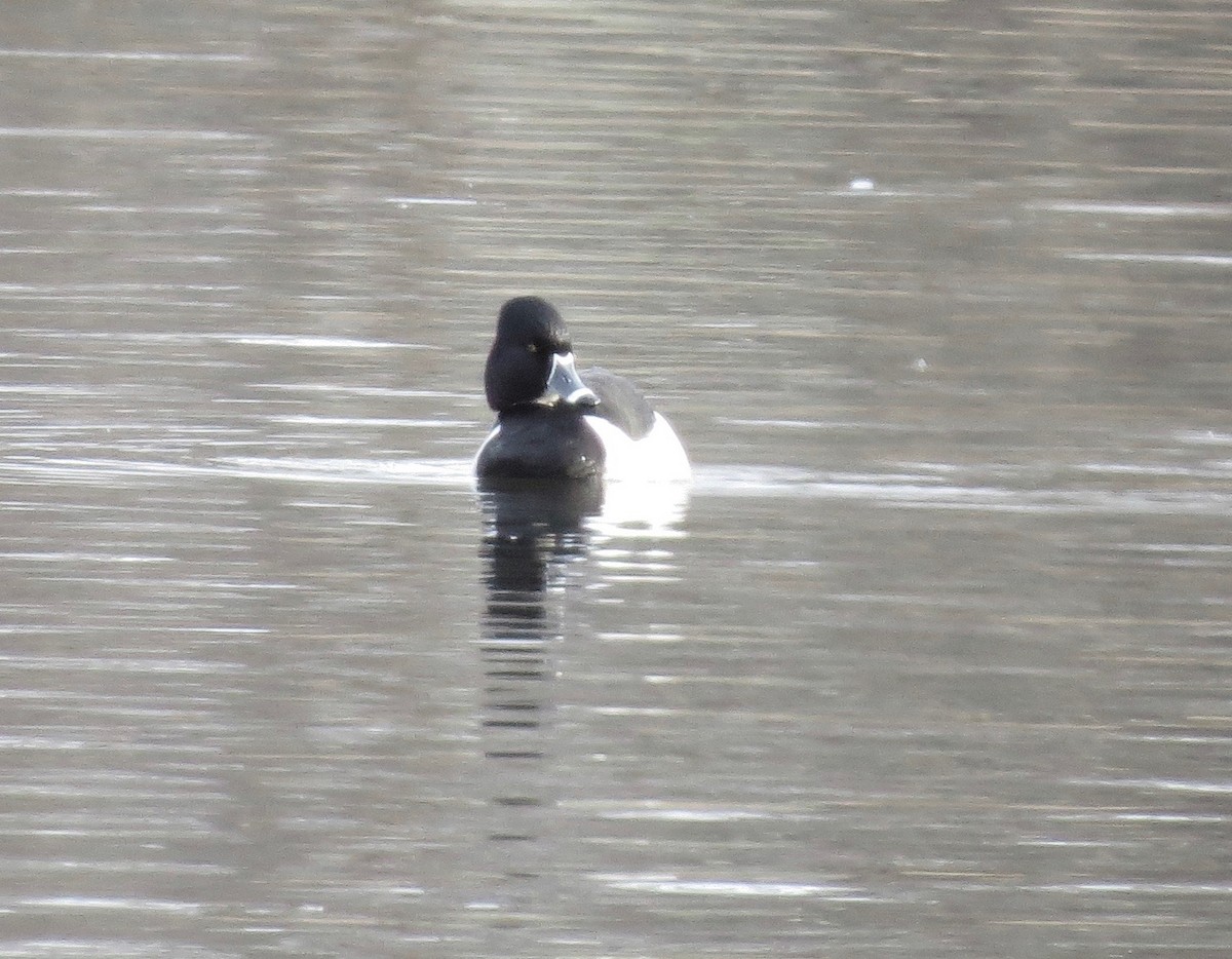 Ring-necked Duck - ML140291791