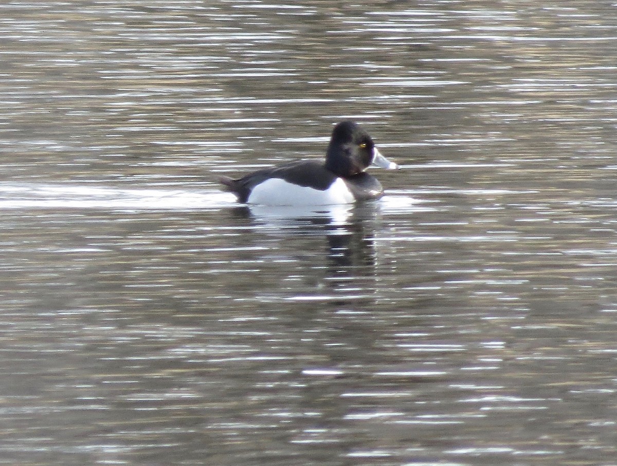 Ring-necked Duck - ML140291831
