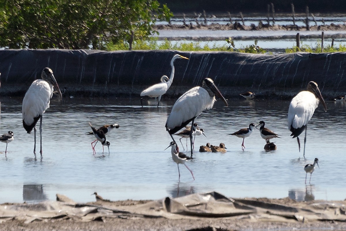 Wood Stork - ML140292091