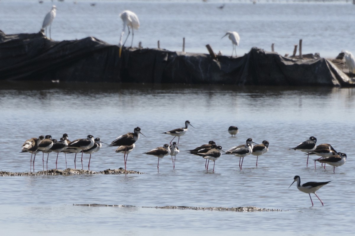 Black-necked Stilt - ML140292231