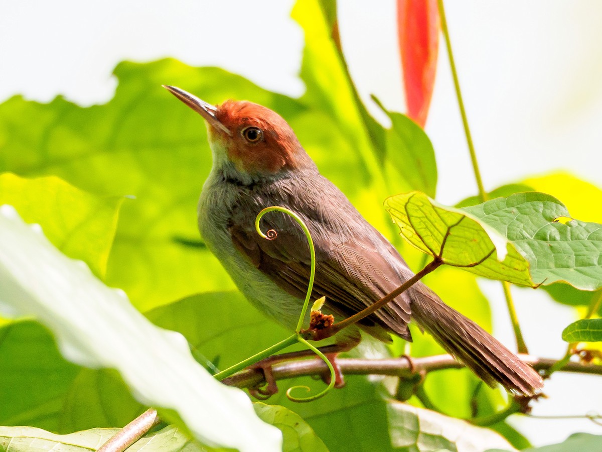 Ashy Tailorbird - Karyne Wee