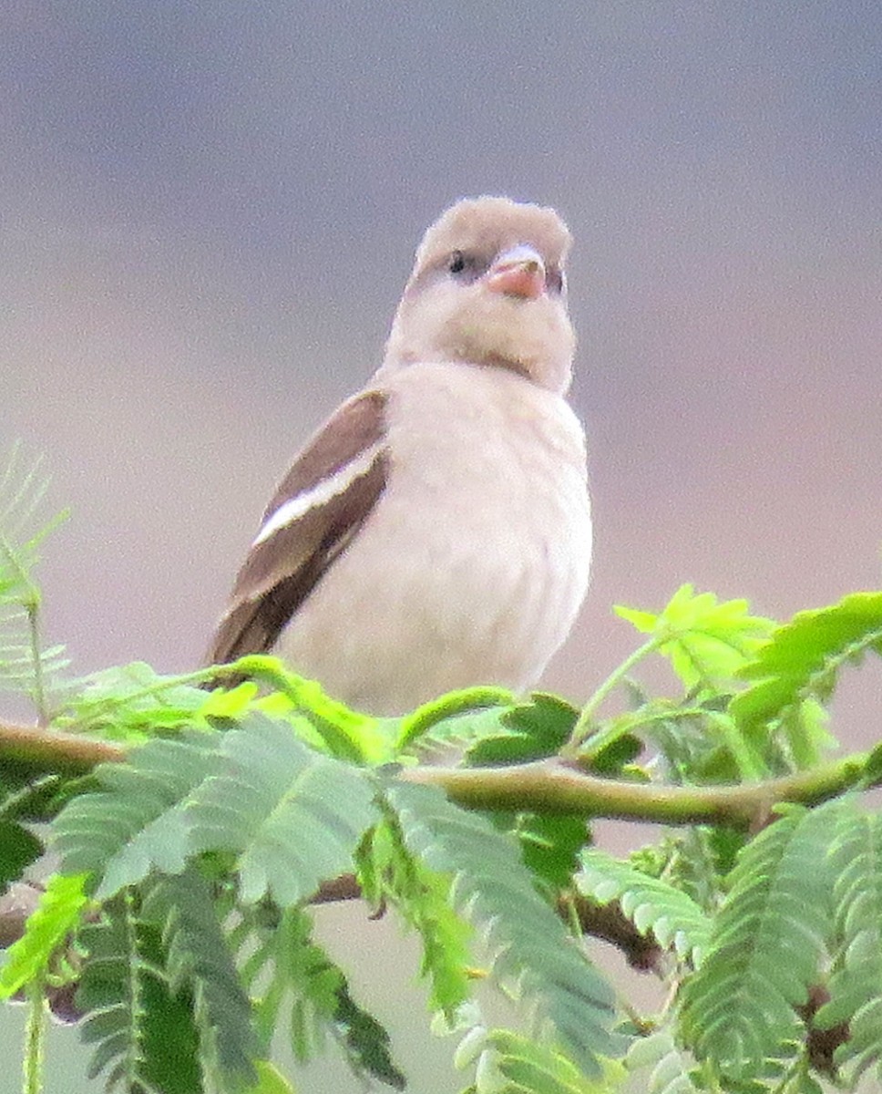 Yellow-throated Sparrow - Santharam V