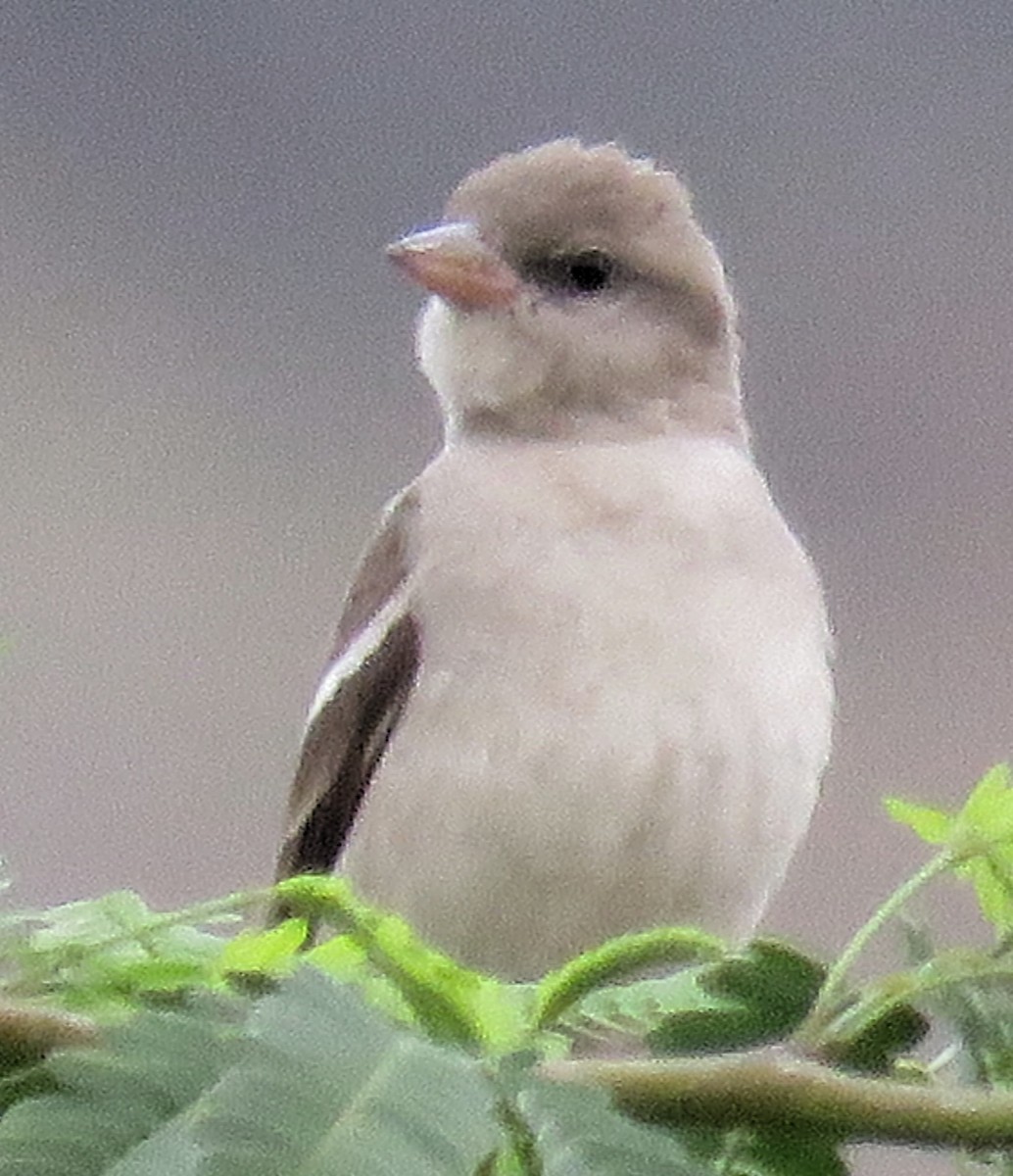 Gorrión Cuelligualdo - ML140292691