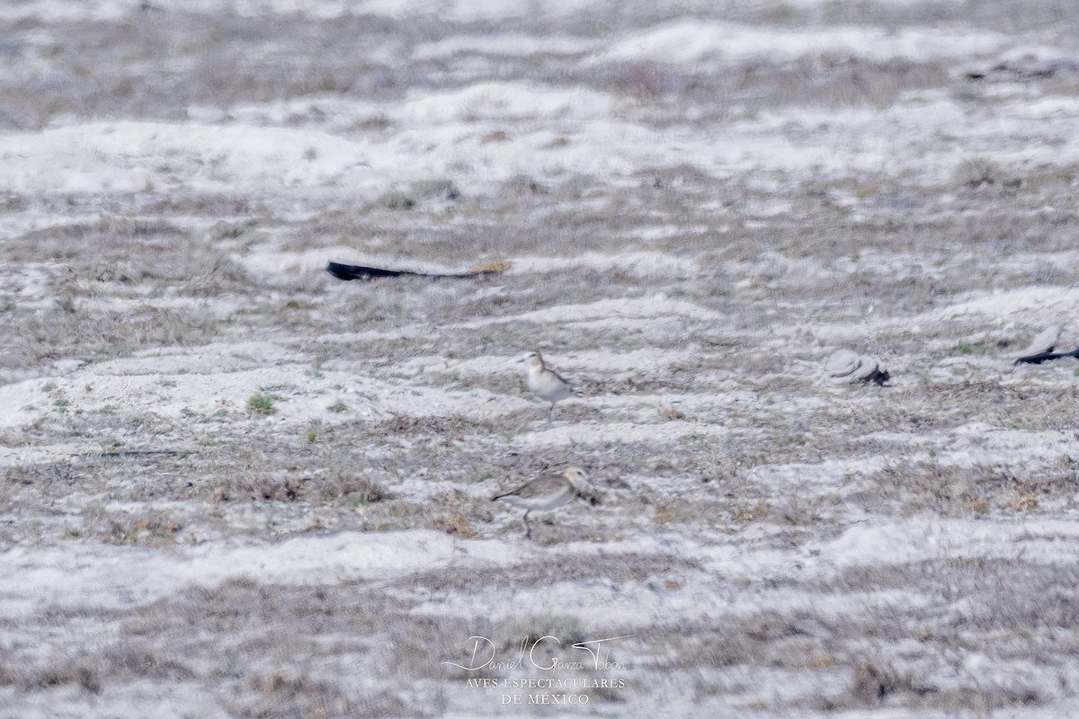 Mountain Plover - Daniel Garza Tobón