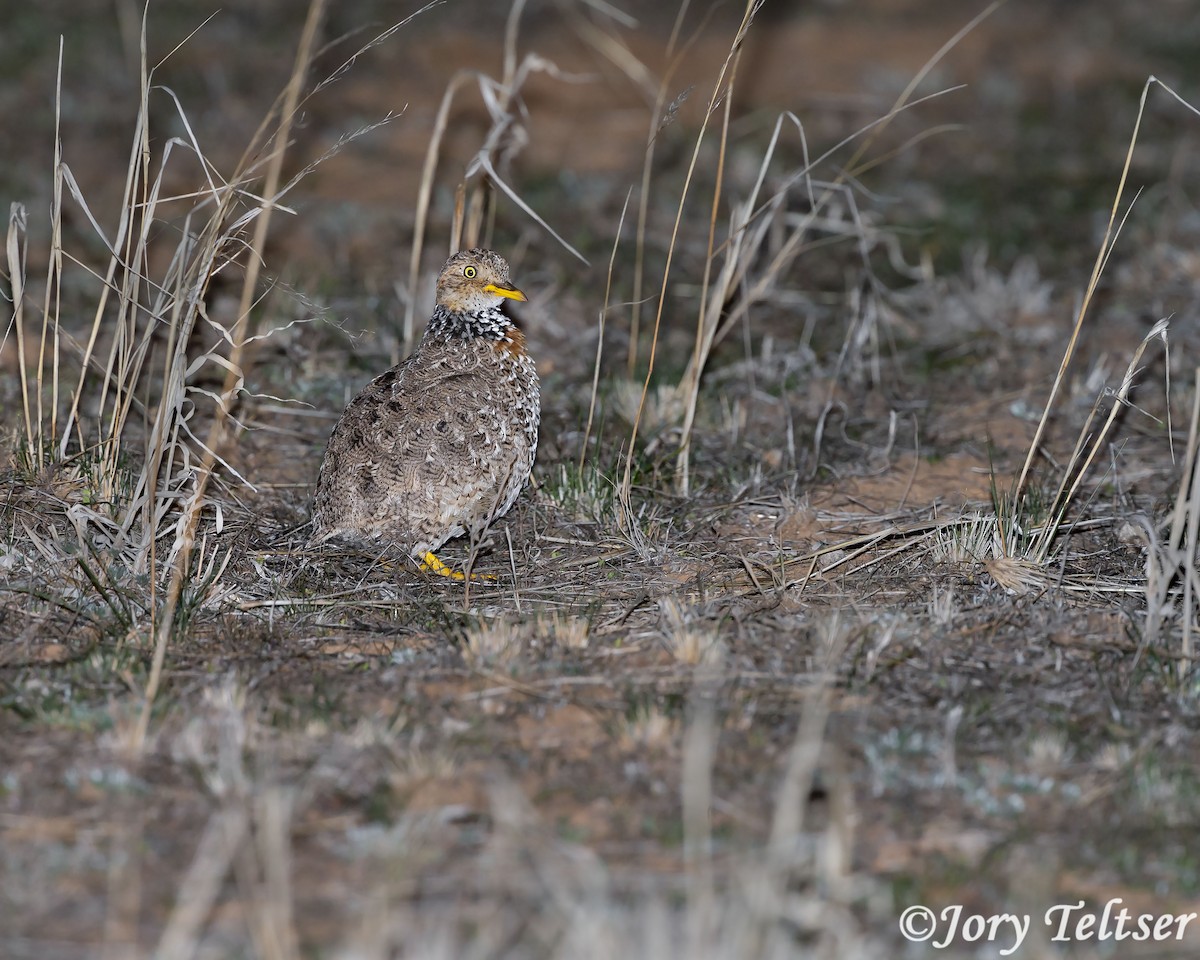 Plains-wanderer - Jory Teltser
