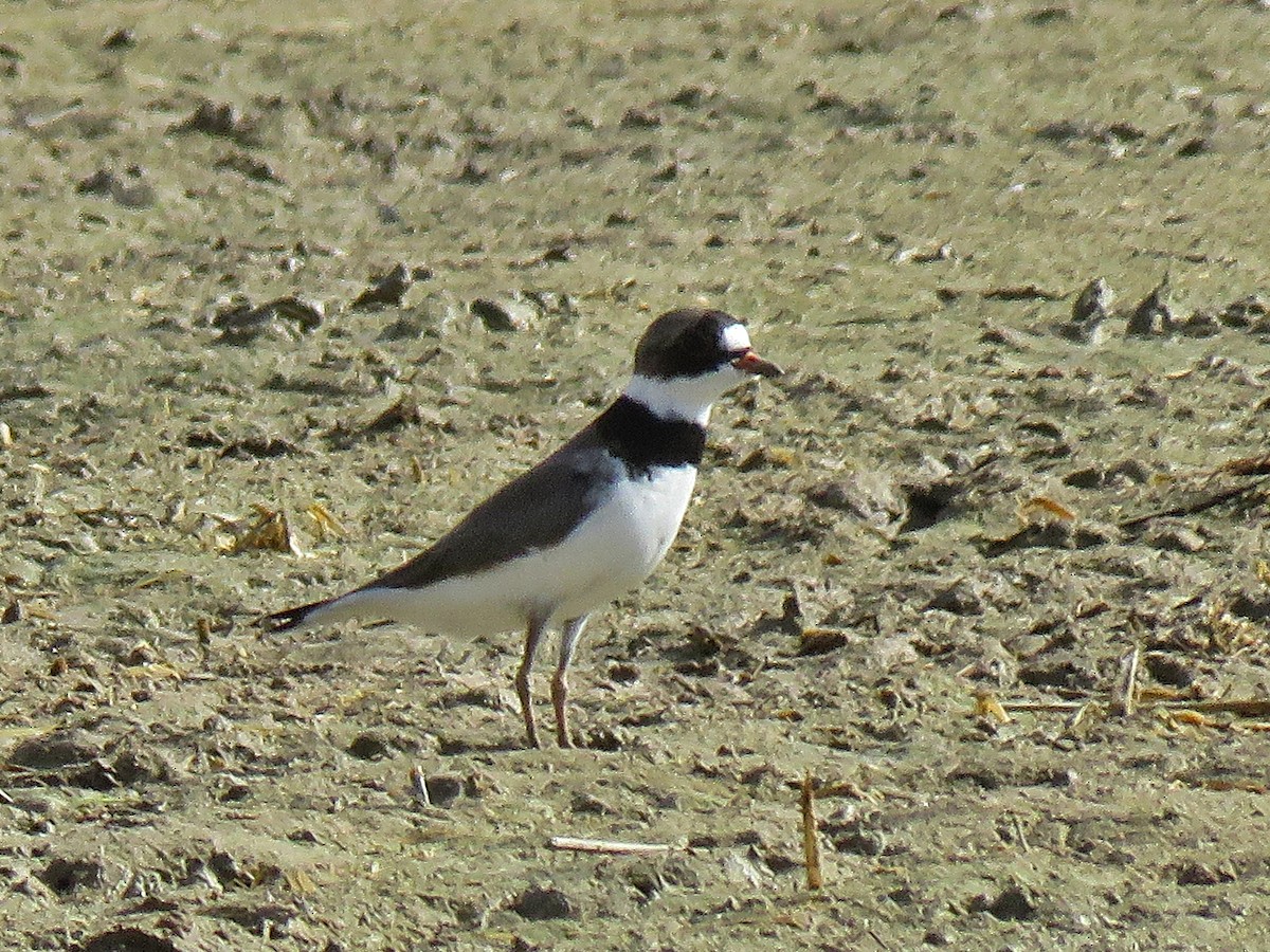 Semipalmated Plover - ML140294791