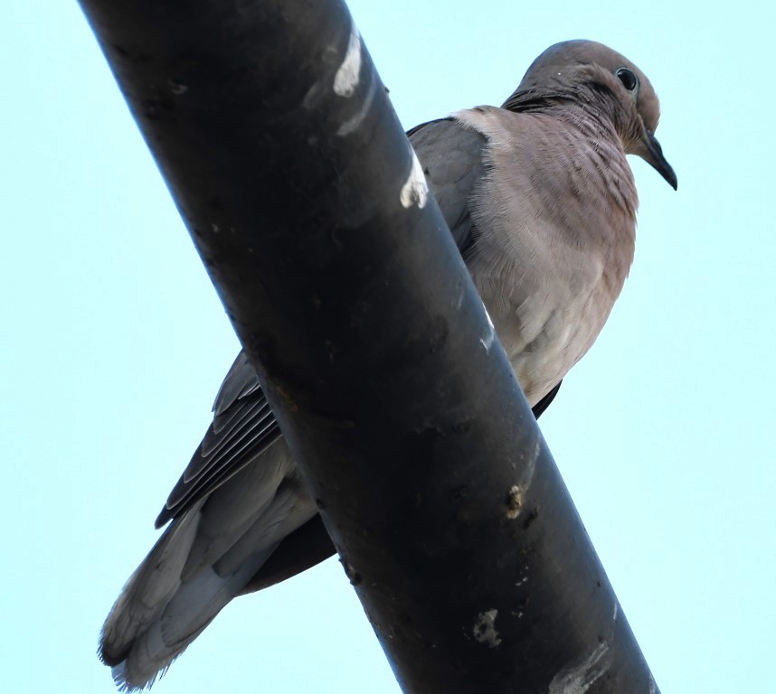 Eared Dove - Steve Davis