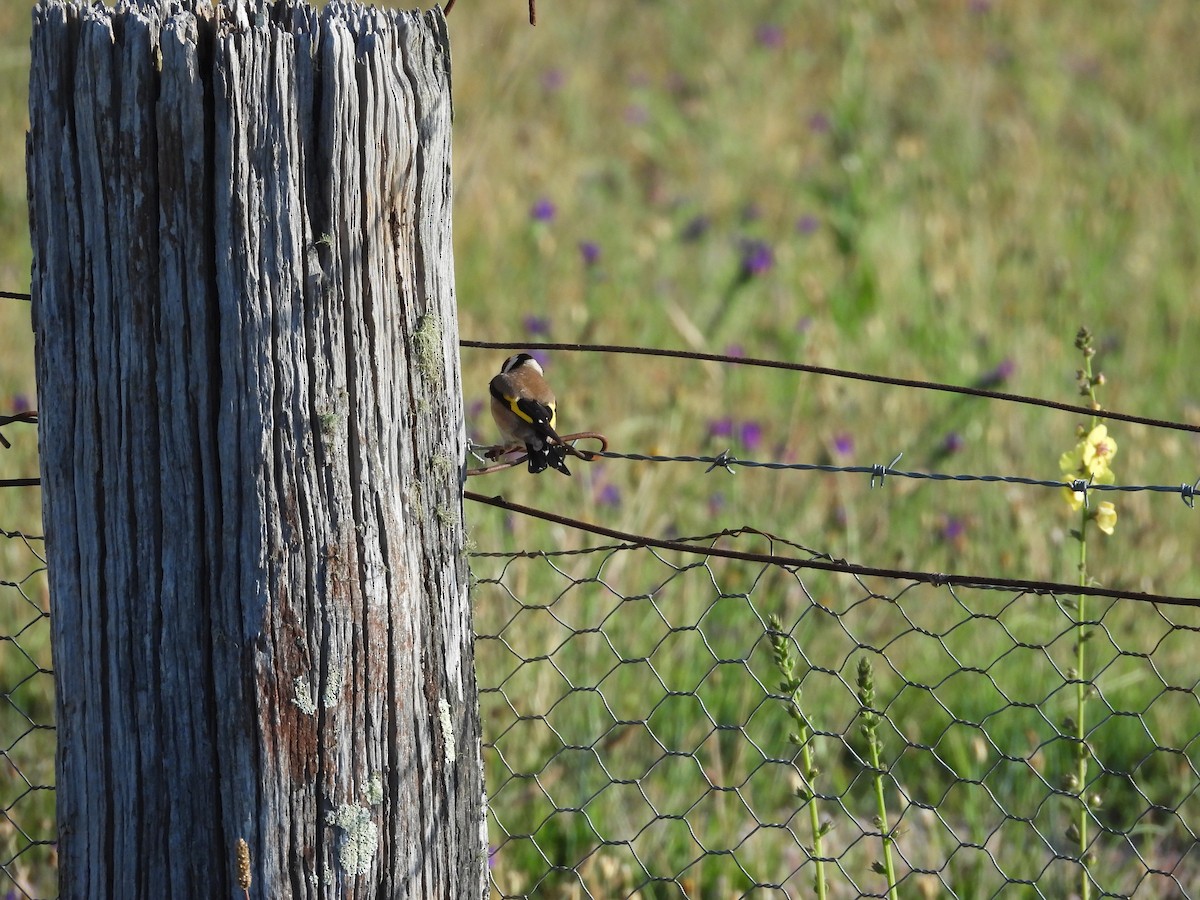 European Goldfinch - Colby Neuman