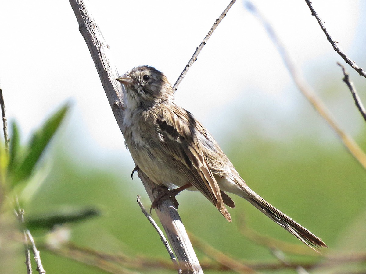 Brewer's Sparrow - ML140295591