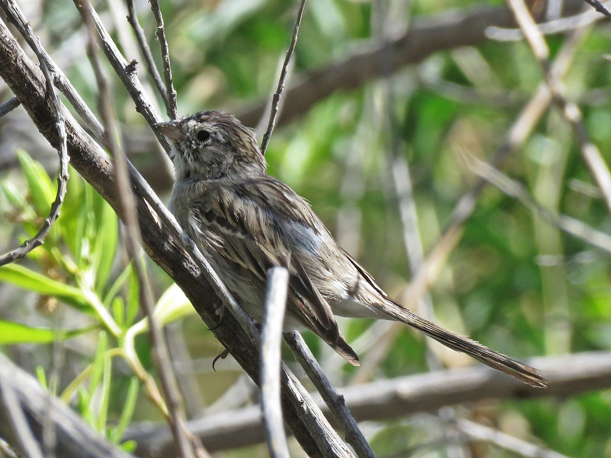 Brewer's Sparrow - ML140295601