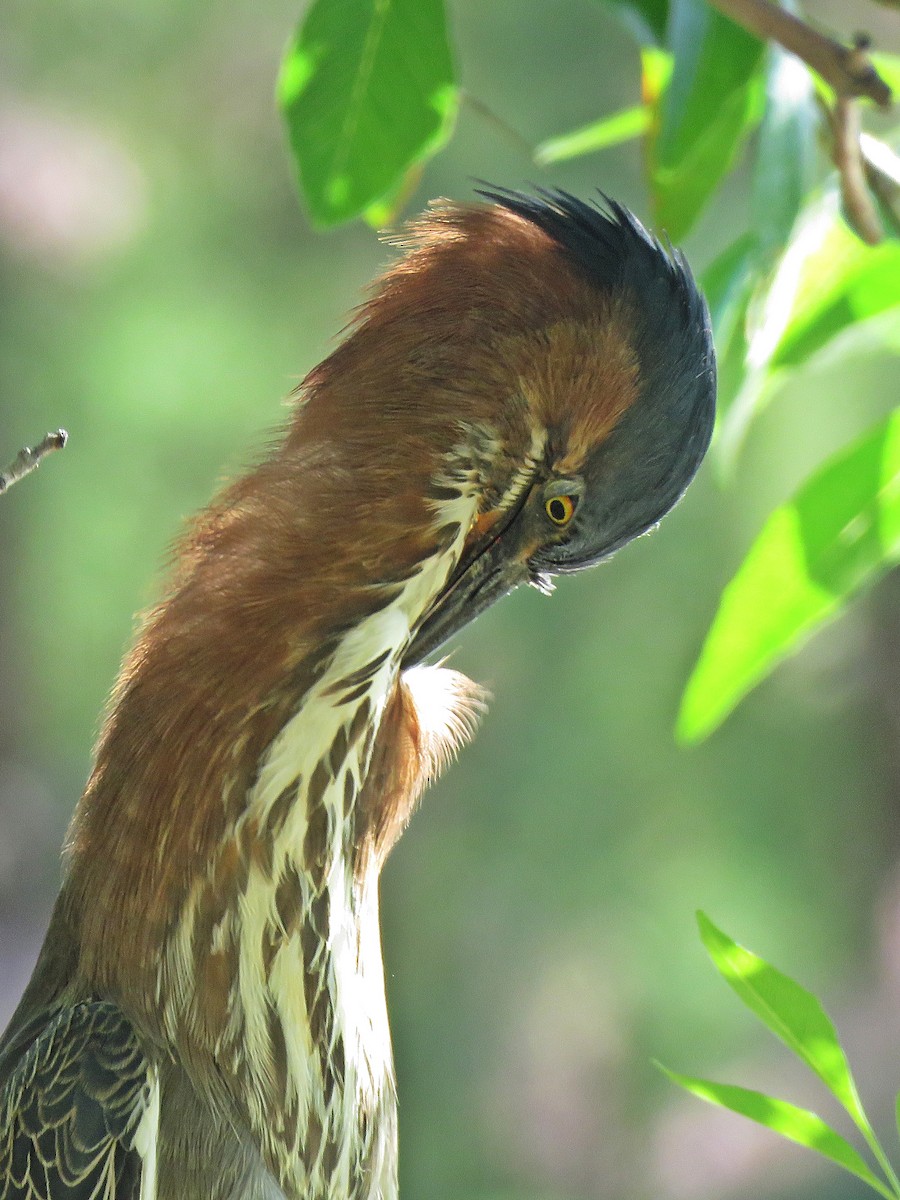 Green Heron - ML140295861