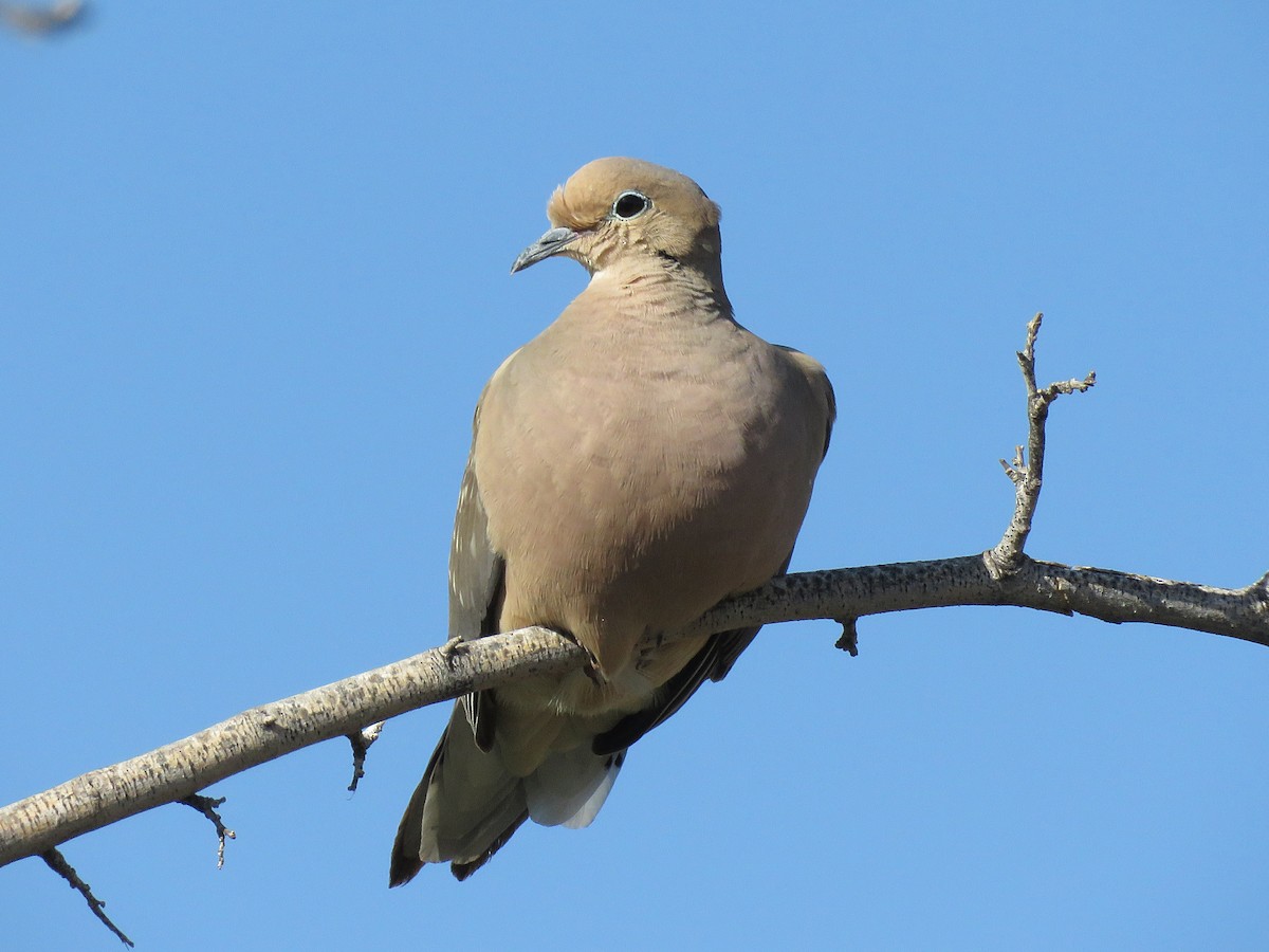 Mourning Dove - ML140295971