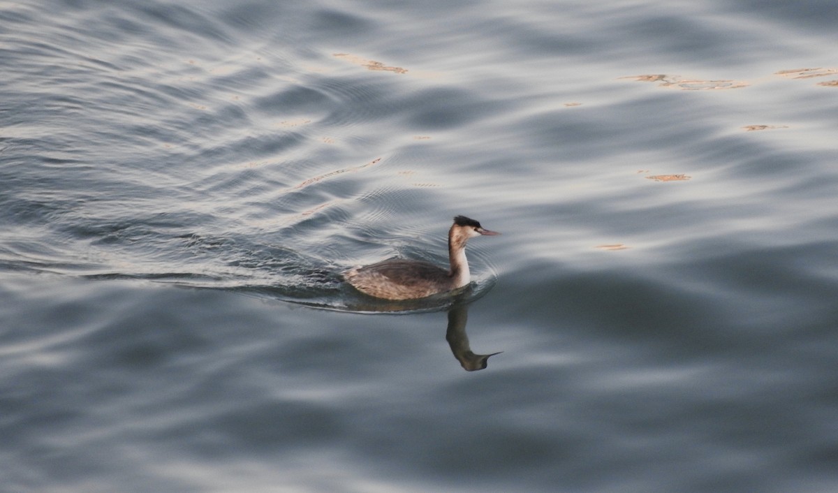 Great Crested Grebe - ML140296281