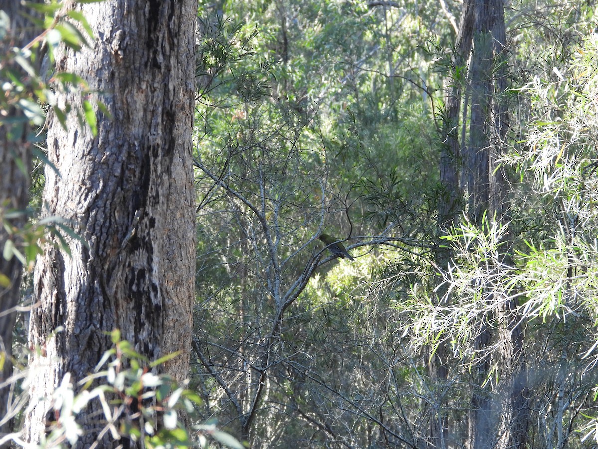 Olive-backed Oriole - ML140296561