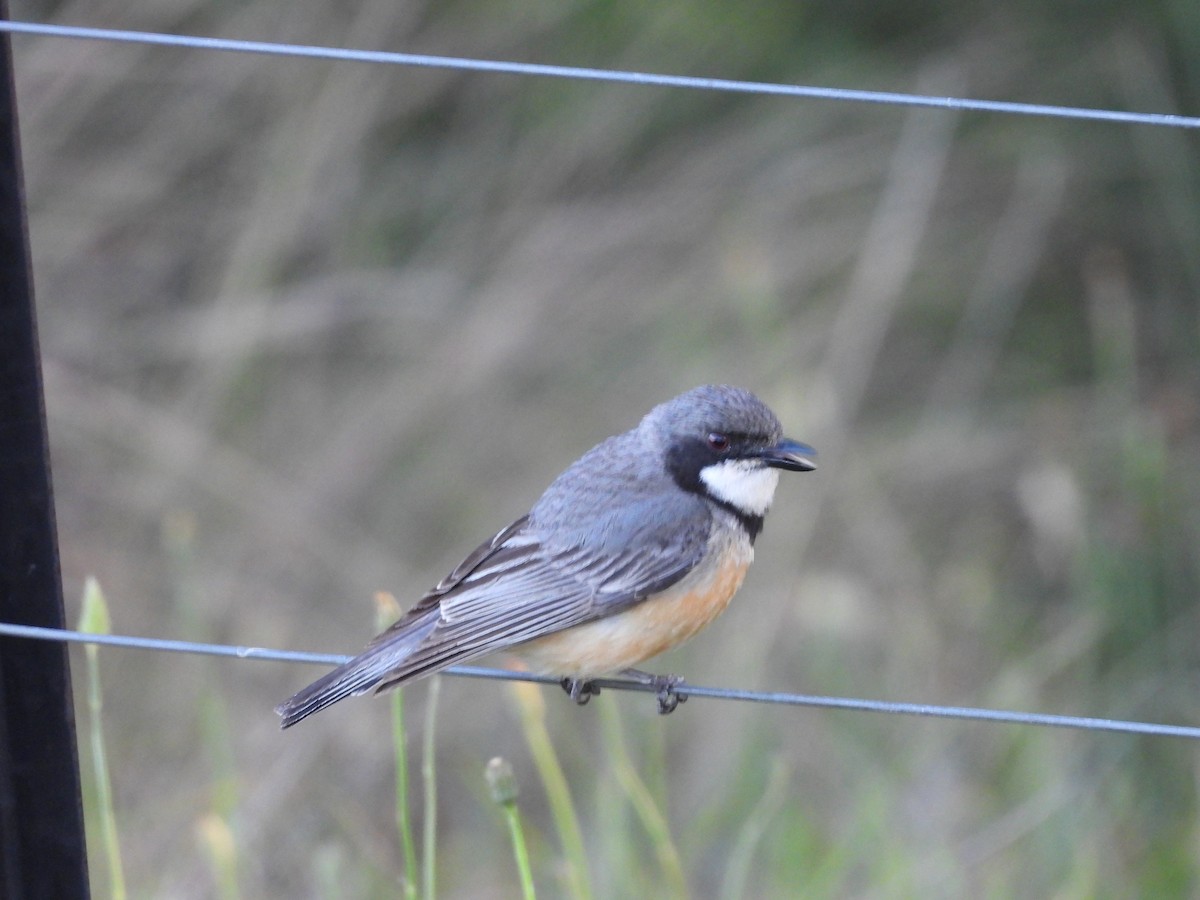 Rufous Whistler - ML140296661