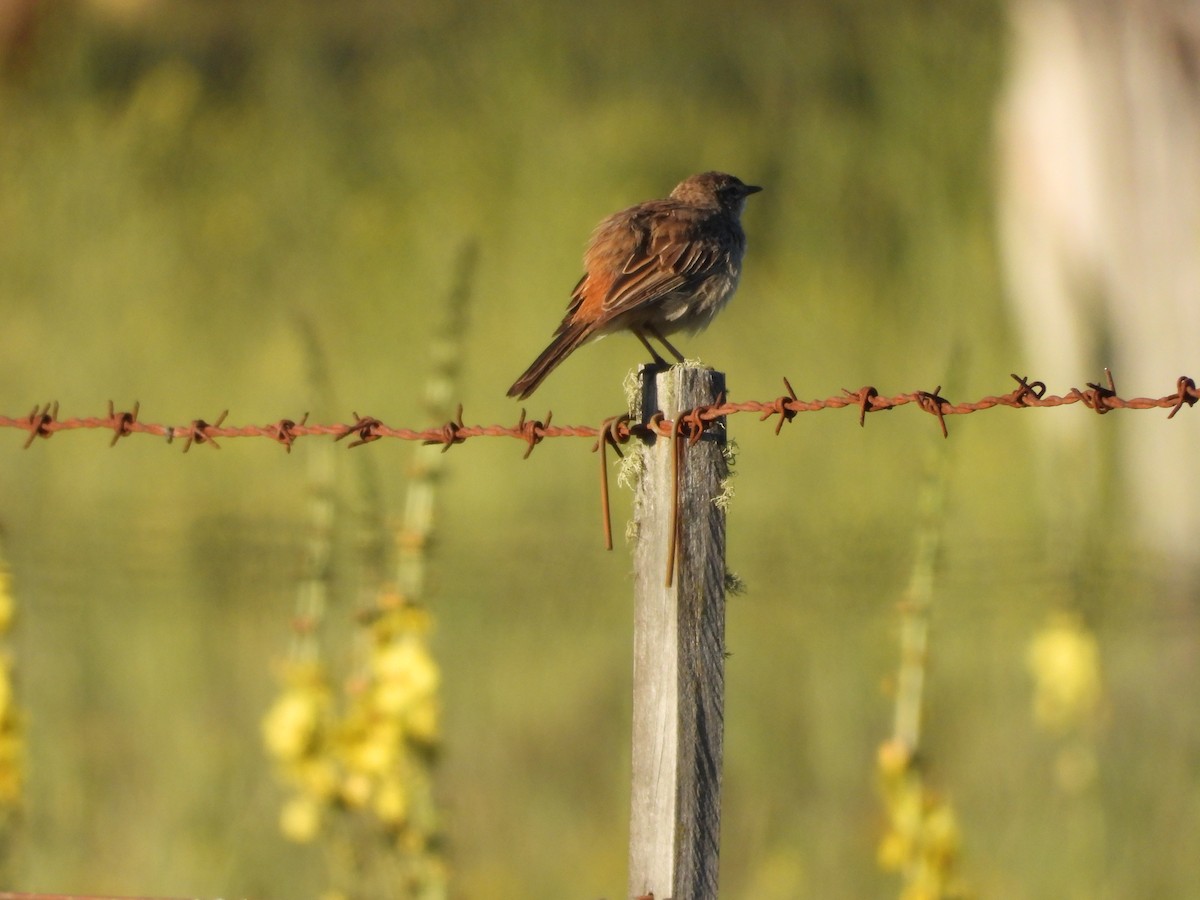 Rufous Songlark - Colby Neuman