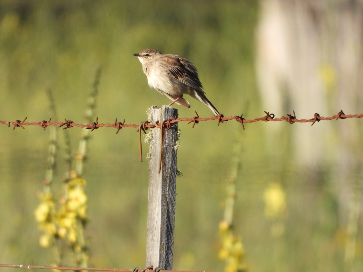 Rufous Songlark - Colby Neuman