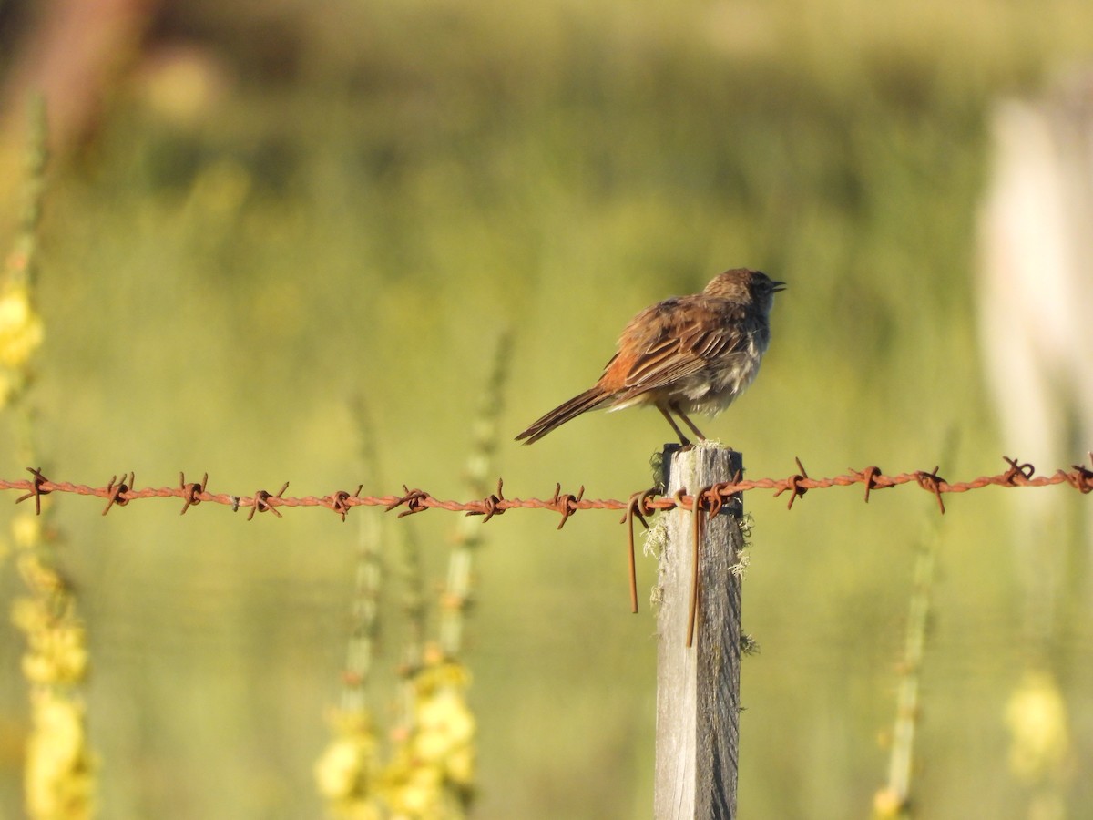 Rufous Songlark - ML140297091