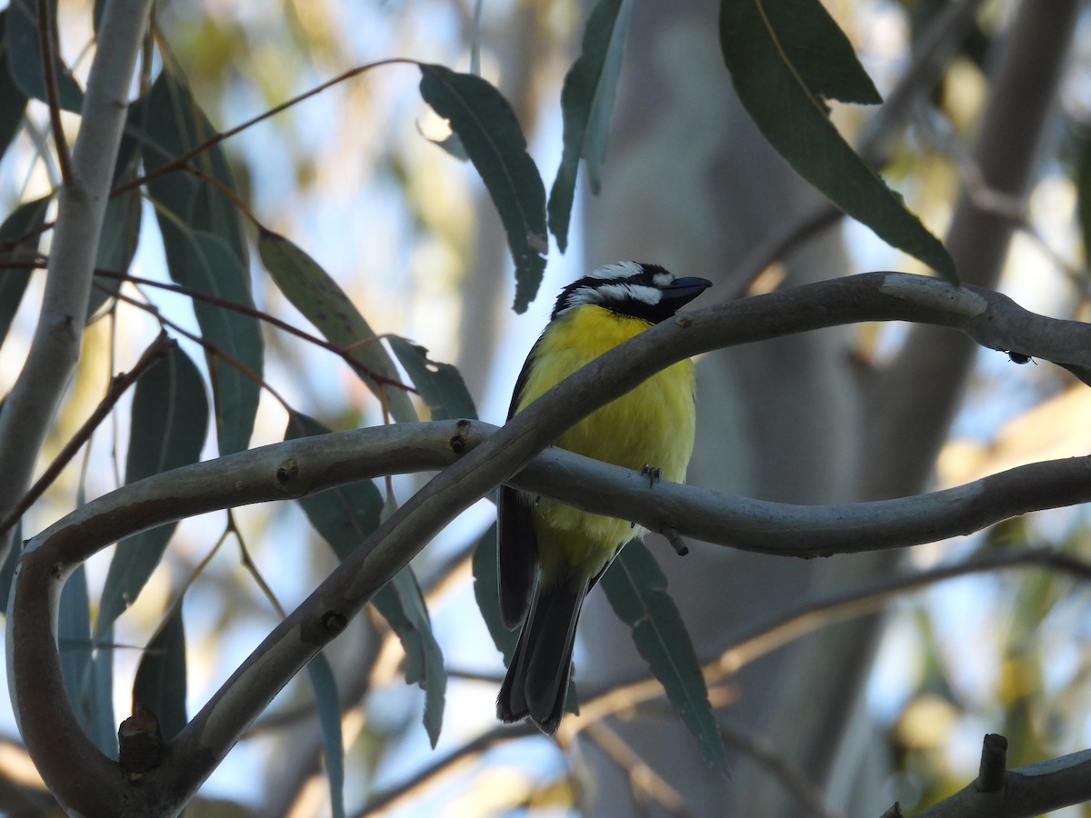 Eastern Shrike-tit - ML140297171