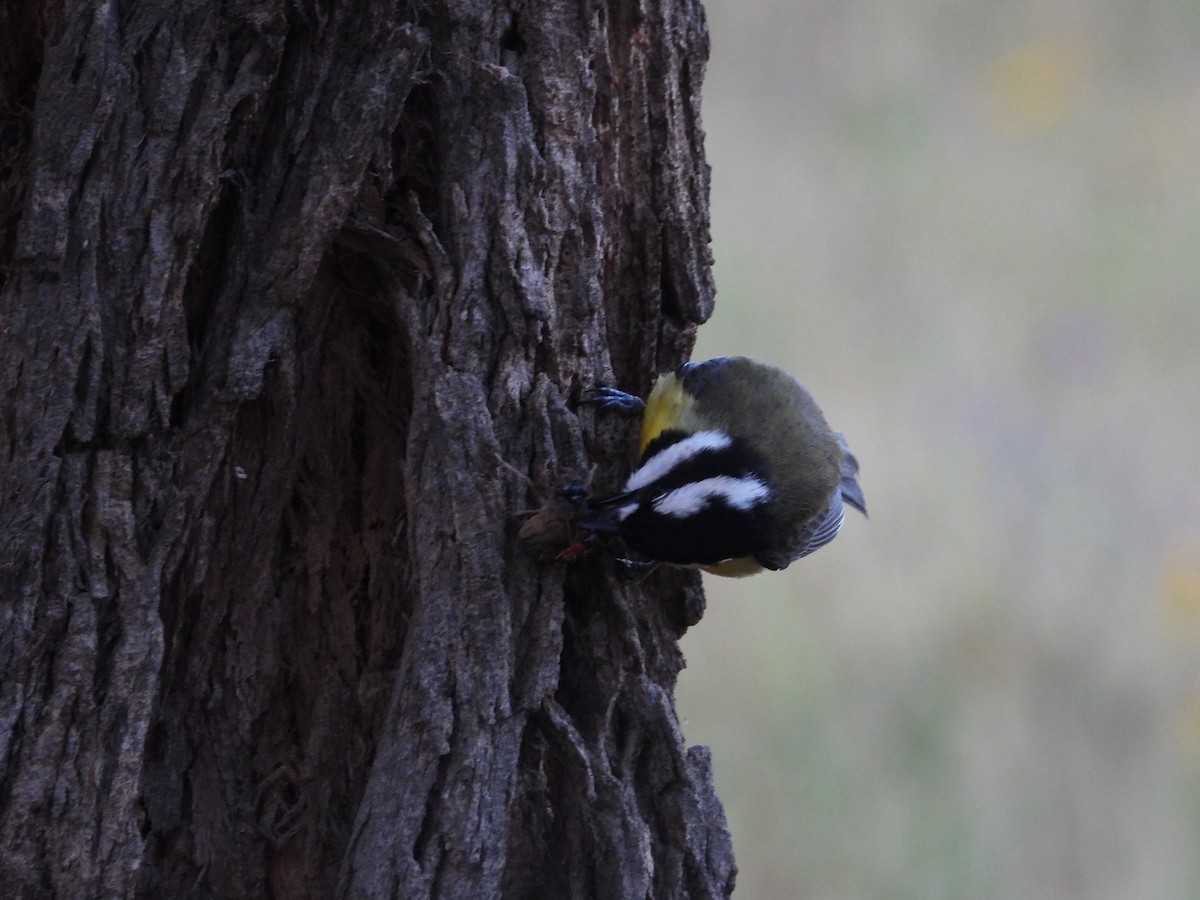 Eastern Shrike-tit - Colby Neuman