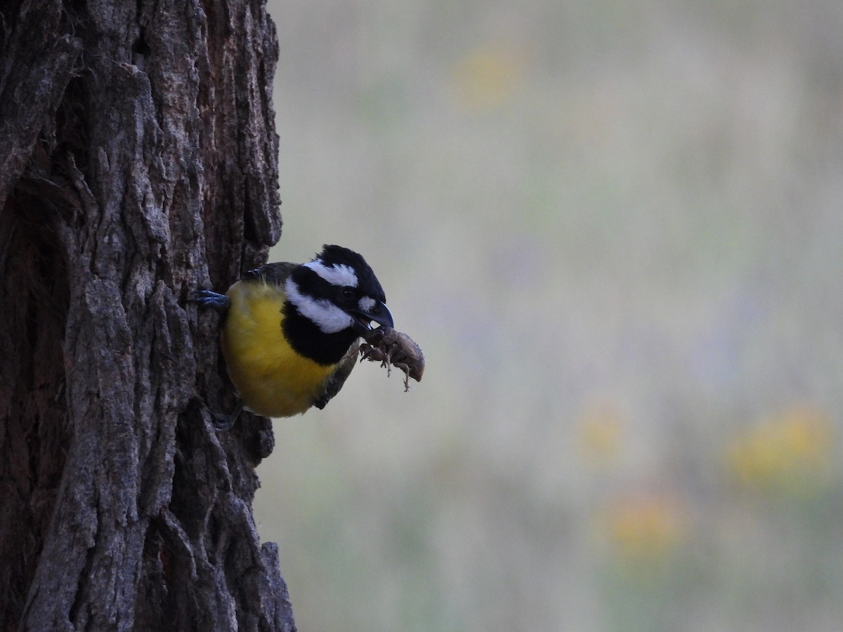 Eastern Shrike-tit - Colby Neuman