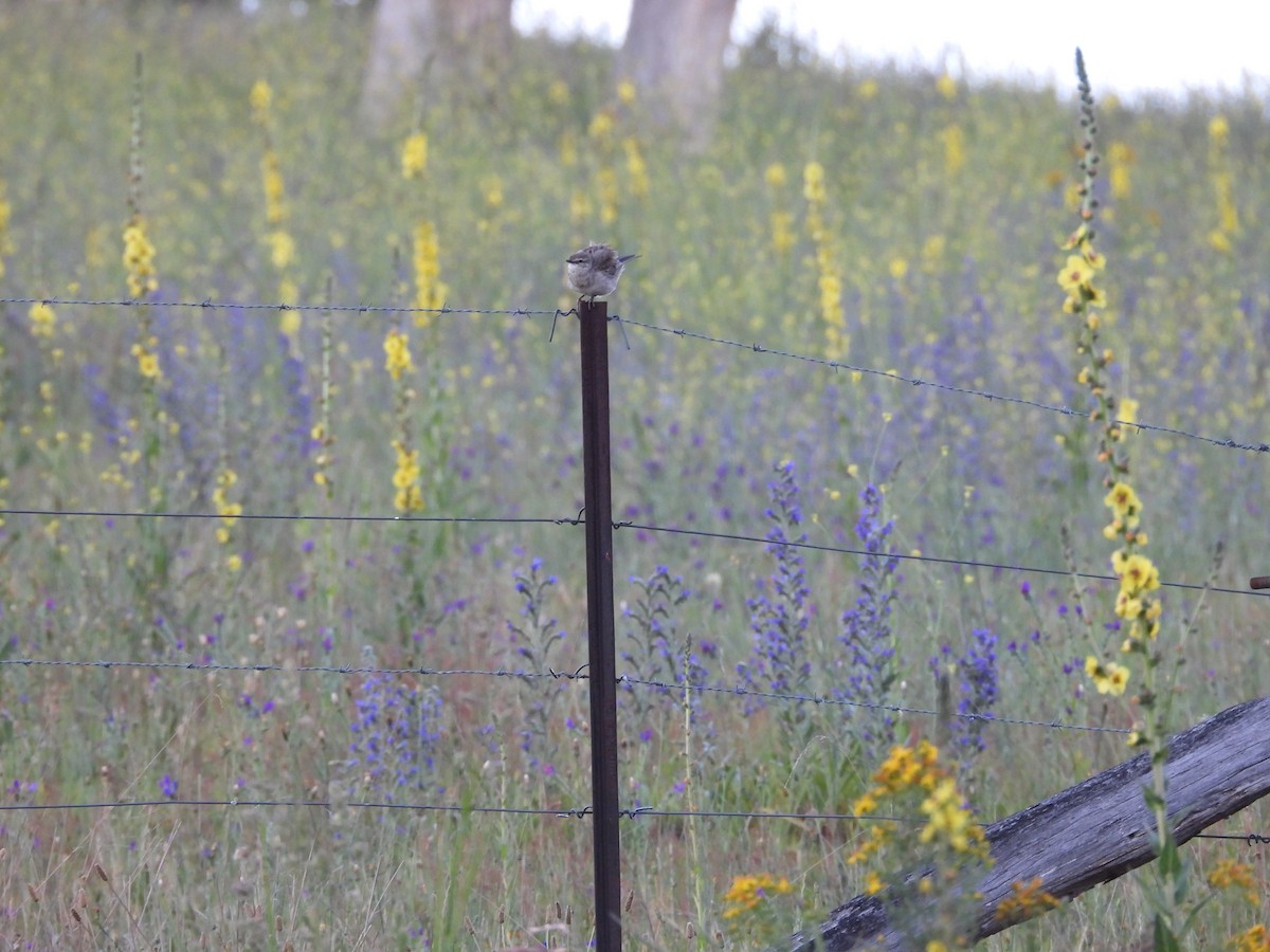 Rufous Songlark - Colby Neuman