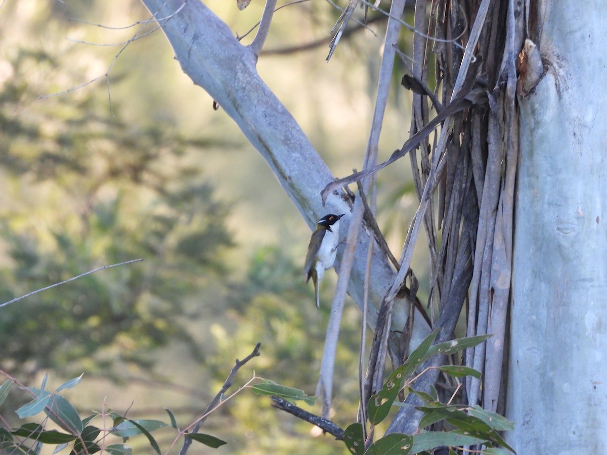 White-naped Honeyeater - ML140297861