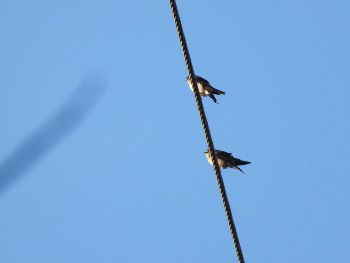 Golondrina Ariel/Arborícola - ML140298161