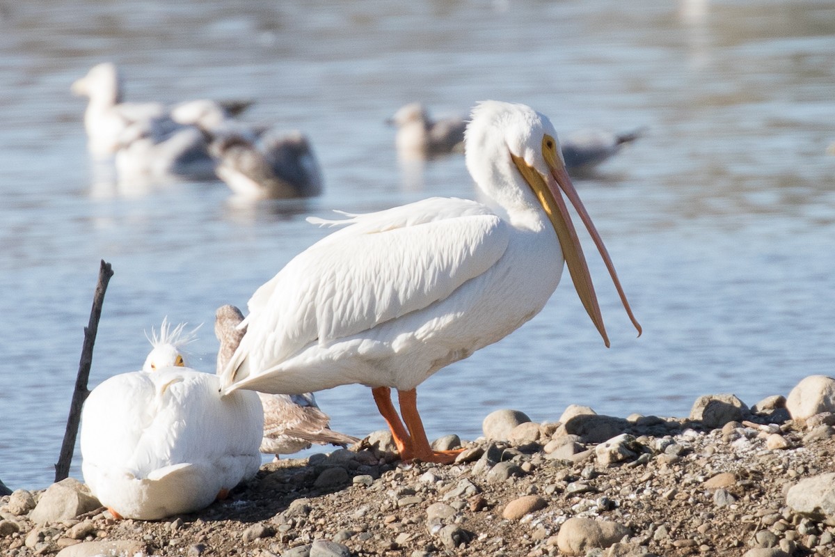 American White Pelican - ML140300021