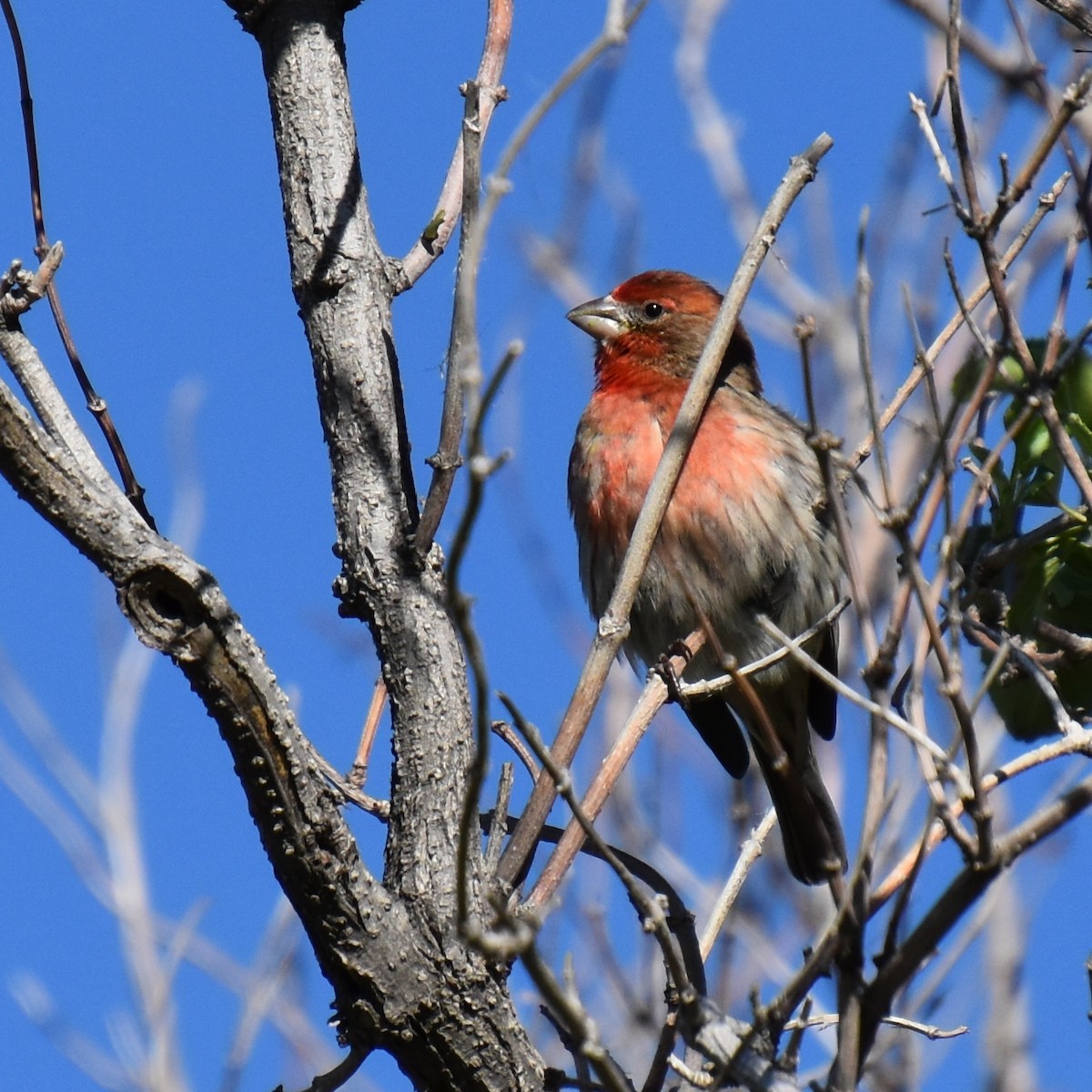 House Finch - ML140300341