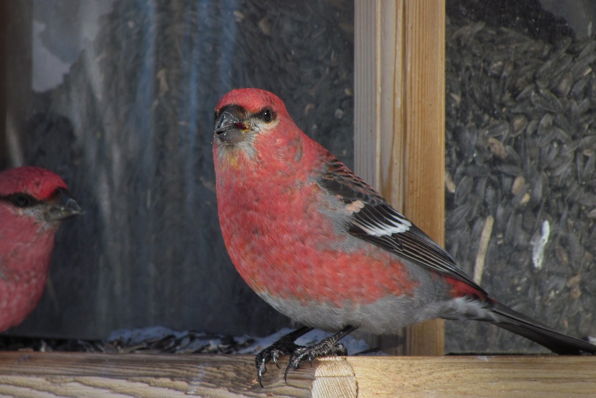 Pine Grosbeak - ML140301561