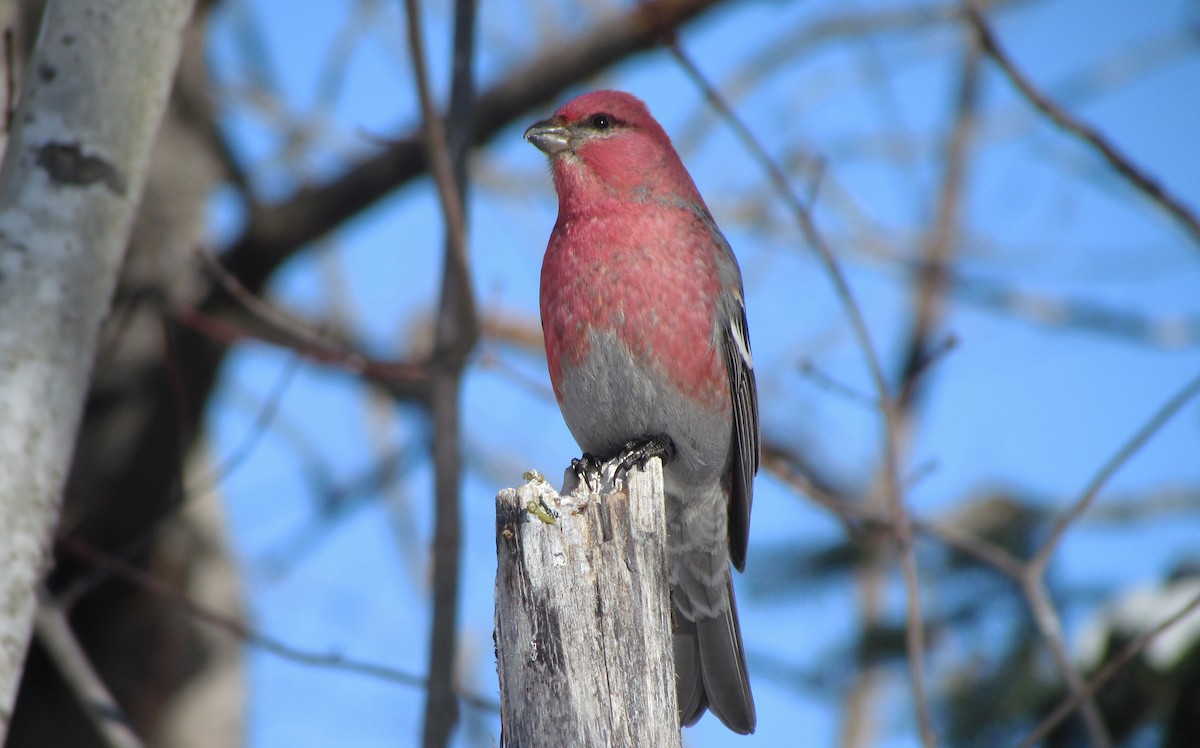 Pine Grosbeak - ML140301571