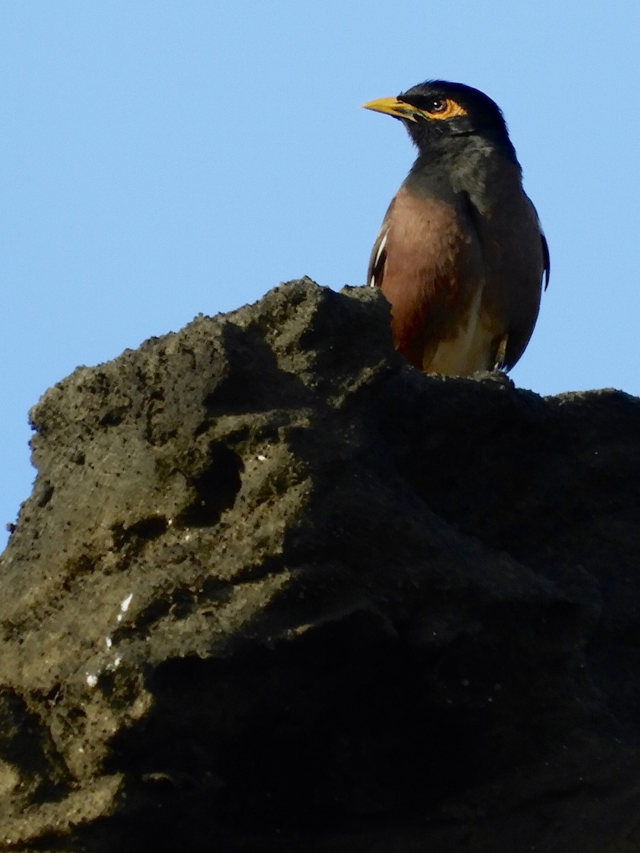 Common Myna - ML140301701