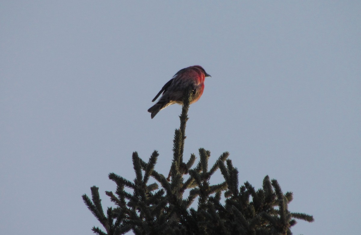 White-winged Crossbill - ML140302131